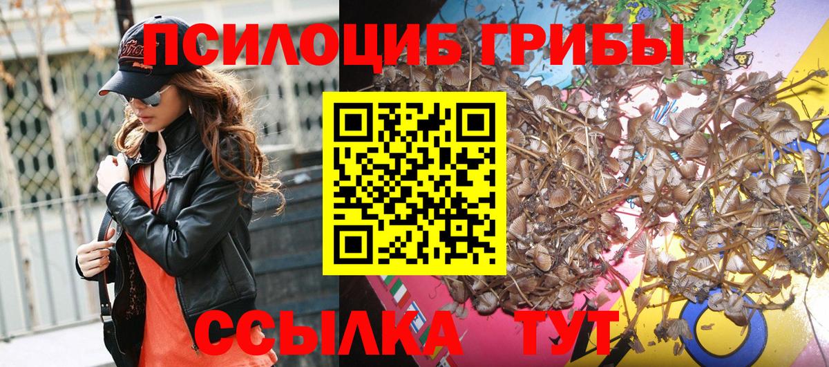 Галлюциногенные грибы Psilocybe Унеча